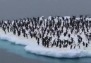 Çılgınca eğlenen penguenler - Parti zamanııı
