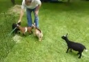 Çılgın Keçi - Crazy Goat