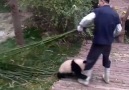 Çılgın Panda )