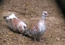 ÇİLLİ GÜVERCİN (SPECKLED PIGEON)