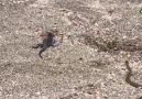 Çınaraltı - İguana vs Yılanlar - (Karadeniz Dublaj)