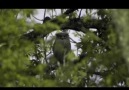CİN BAYKUŞLARI - Eminim İlk defa görüyorsunuz.
