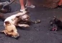 ÇİN'DE "KÖPEK FESTİVALİ" ! ( 18)