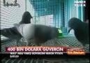 Çinli bir iş adamına rekor fiyata satılan Bolt isimli güvercin