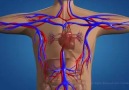 Circulatory system