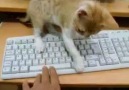 Çirkin Kediler - klavyeci kedi Facebook
