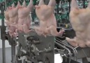City VDO - Chicken processing factory Facebook