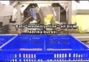 civciv fabrikası !