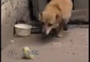 Civcivi yediği sanılan köpekten örnek şefkat dersi