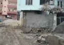 Cizre Çakal Avı