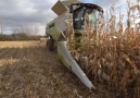 Claas Lexion 770 TT in Corn Harvest ! VIDEO Like-Comment-Subscribe (Y) O