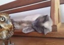 Cleo e Forbi, grandes amigos !!