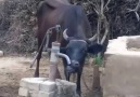 clever cow uses handpump to drink water