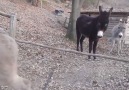 Clever Donkey Finds Smarter Way to Get to Other Side of Fence