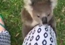 Clingy koala gets very excited when he sees his carer