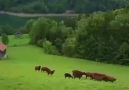 Cnntdn bir parça.İsveçr