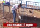 Çobanlıktan diş hekimliğine...