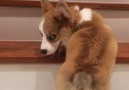 Cobee the corgi tries to climb the stairs