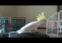 Cockatoo Dancing Michael Jackson