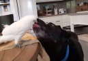 Cockatoo Feeds Dog