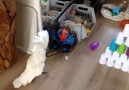 Cockatoo Knocks Down Cup Tower And Doesn't Even Care