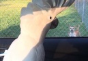 Cockatoos are hilarious