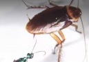 Cockroach karate is a real thing.