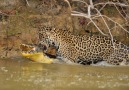 Cocodrilos Vs Grandes Felinos.... Peleas a Muerte!!!!Sguenos en CubaCute