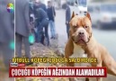 Çocuğu köpeğin ağzından alamadılar!