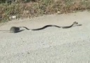 Çocuğunu yediği için yılana saldıran "anne fare".