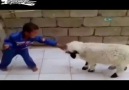 Çocuk - Koyun Kavgası - Hollywood Dublajı (Veysel Zaloğlu)