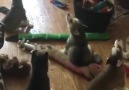 Çocuklarına uluma dersi veren anne Husky )