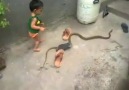 Çocuk yılanı oyuncak zannederse...