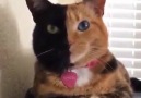 Çok güzel bir kedi!