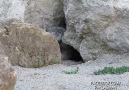 Çok Meraklı Mağara Kedisi