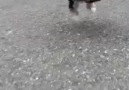 Çok Tatlı Koşan Köpek (Slow motion içerir)