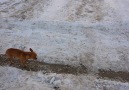 Cold Dog Walks On Two Paw