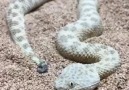 Çöl yılanının efsanevi kamuflajı