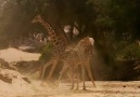Çöl Zürafaları'nın iktidar mücadelesi