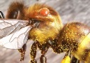 Combating Parasites in the Beehive