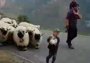 COMING BACK FROM SHOW AFTER BEING... - Valais Blacknose Sheep Scotland