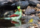 Common Green Magpie