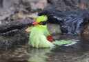 Common Green Magpie (Cissa jefferyi) in Thailand. source