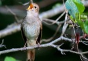 Common Nightingale Sinsing