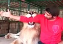 Compilation of Arabs and their exotic pet cats