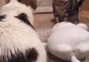 Compilation of cat fight