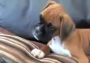 Confused Boxer Puppy!
