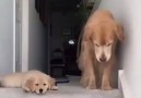 Confused pup