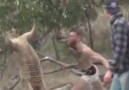Conor McGregor Jumps in & fights a Kangaroo Saving Man & Dog