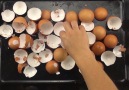 Cookist Wow - How to reuse egg shells for plants and gardening! Facebook